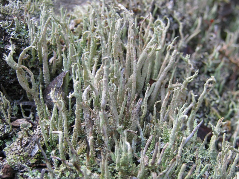 Cladonia subulata?